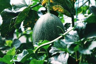 哈密瓜视频免费吃,揭秘免费品尝哈密瓜的神奇之旅  第1张